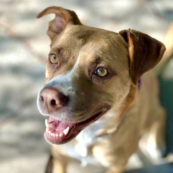 KASHA, photo 21