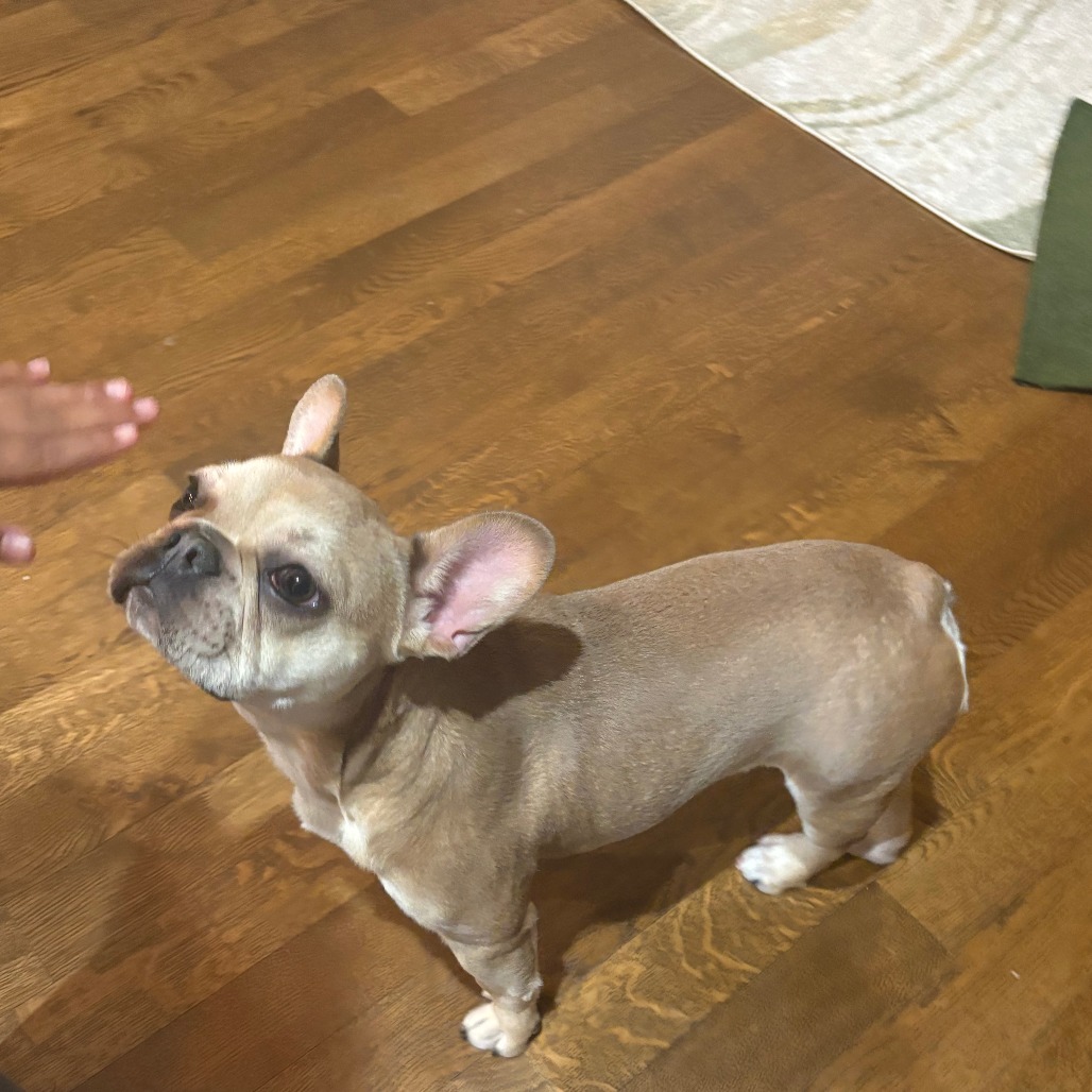 Bizzy — thumbnail 2