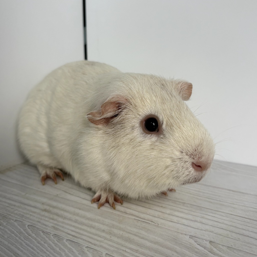 RHYDON - American available for adoption