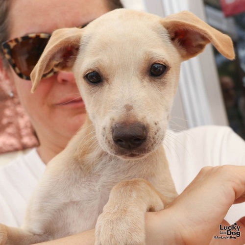 NAYRA - Retriever, Labrador / Mix available for adoption