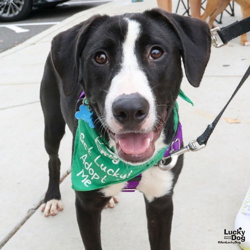 LILY - Retriever, Labrador / Collie, Border available for adoption