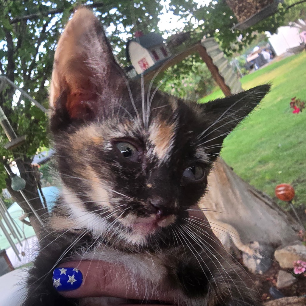 BLUE EYES - Domestic Shorthair available for adoption