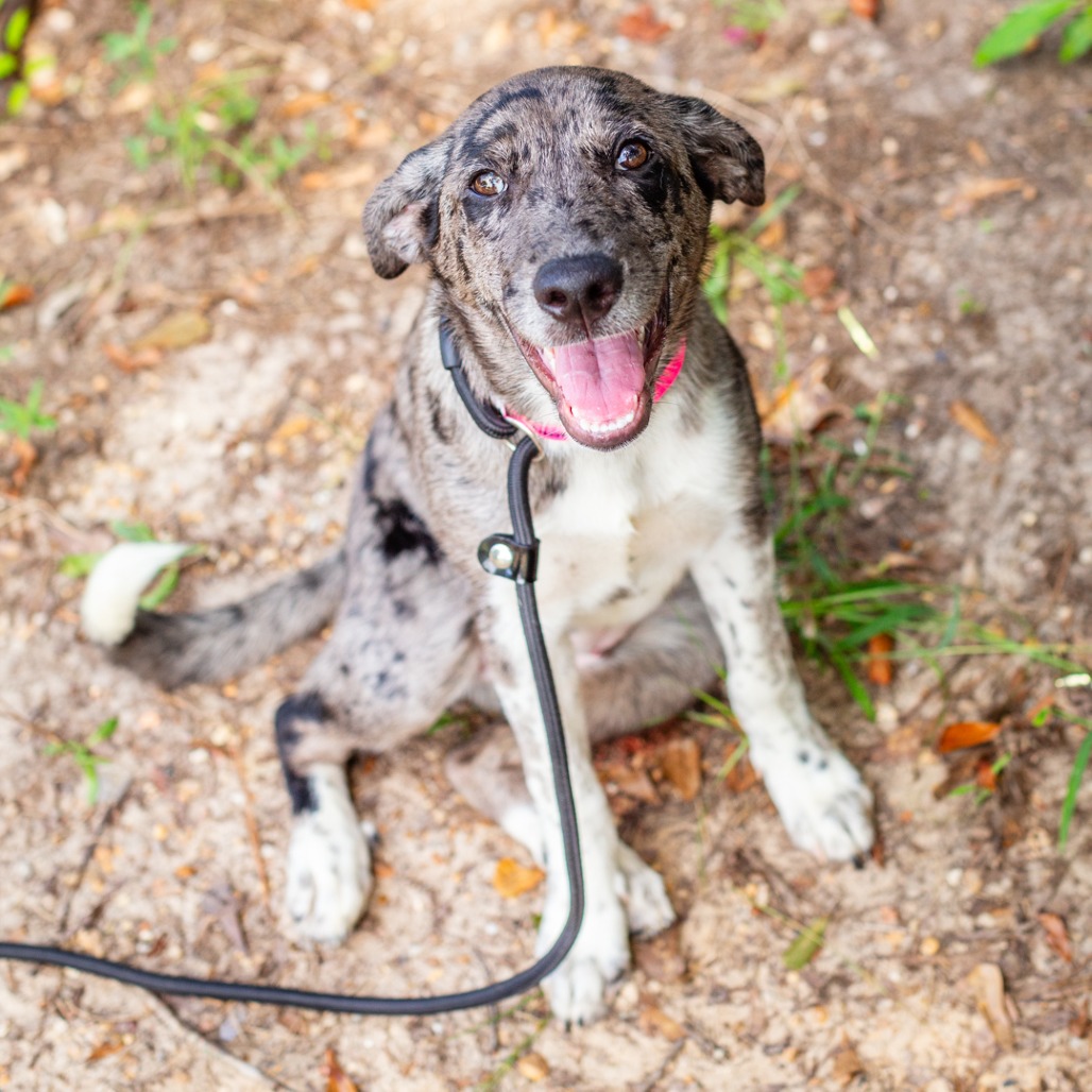 HAVANNAH - Catahoula Leopard Dog / Mix available for adoption