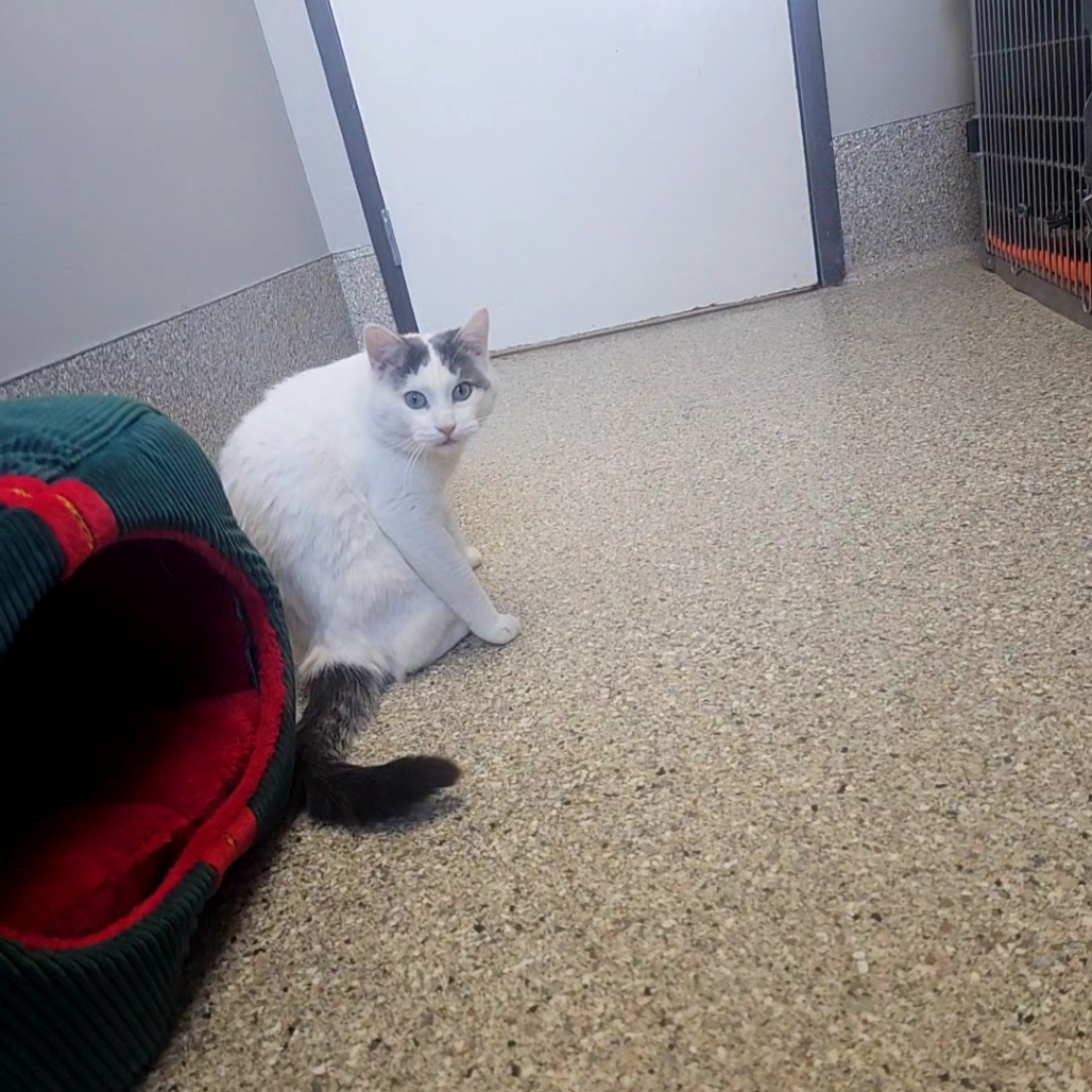 Zippel — thumbnail 4