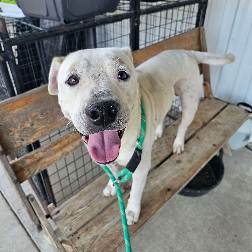 Big Buddy Boo