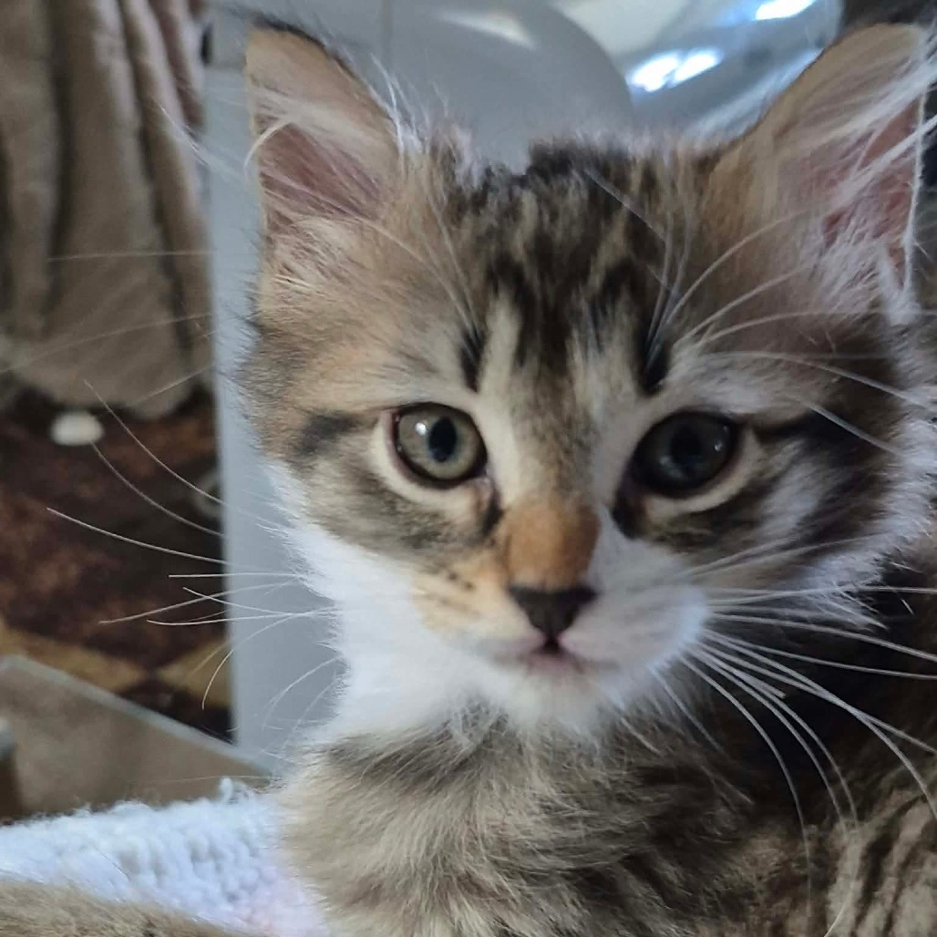 Mittens