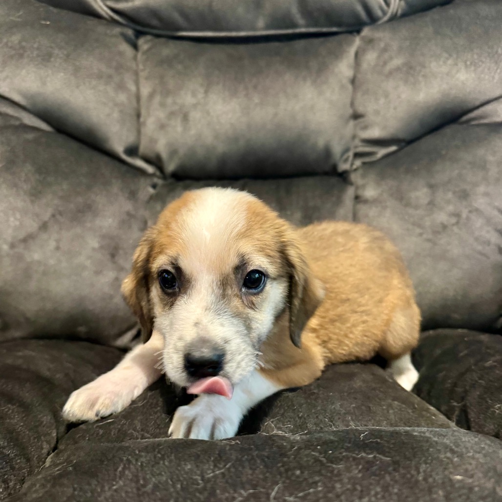 Rory, a Cattle Dog, Australian (Blue Heeler) / Collie, Border