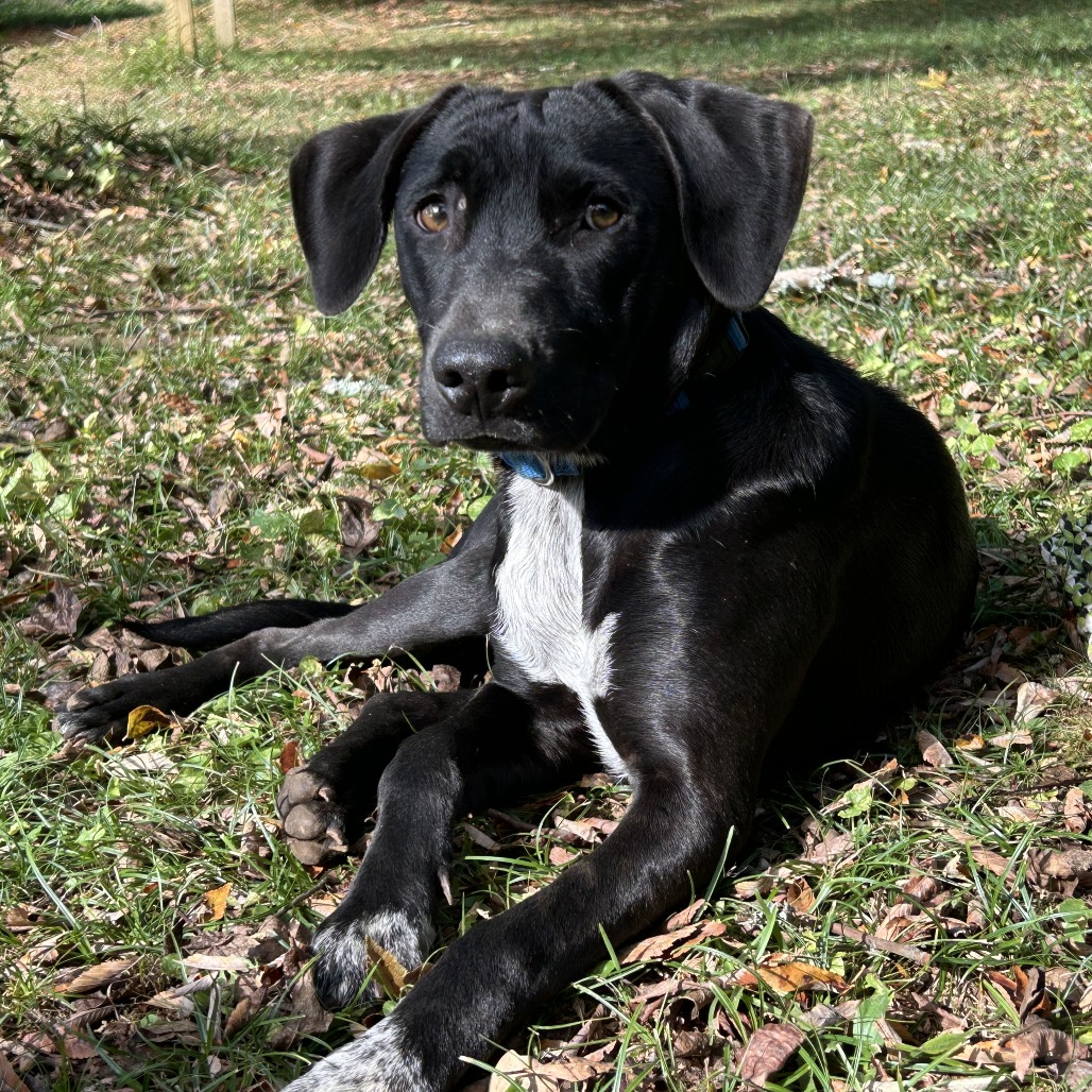 Duke, photo 3