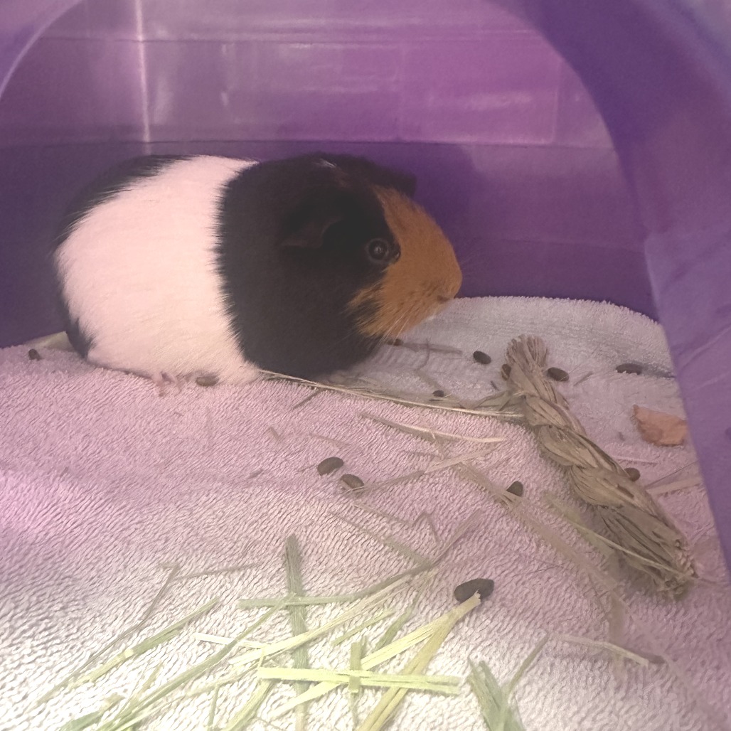 Photo of Cookie and Hashbrown 3
