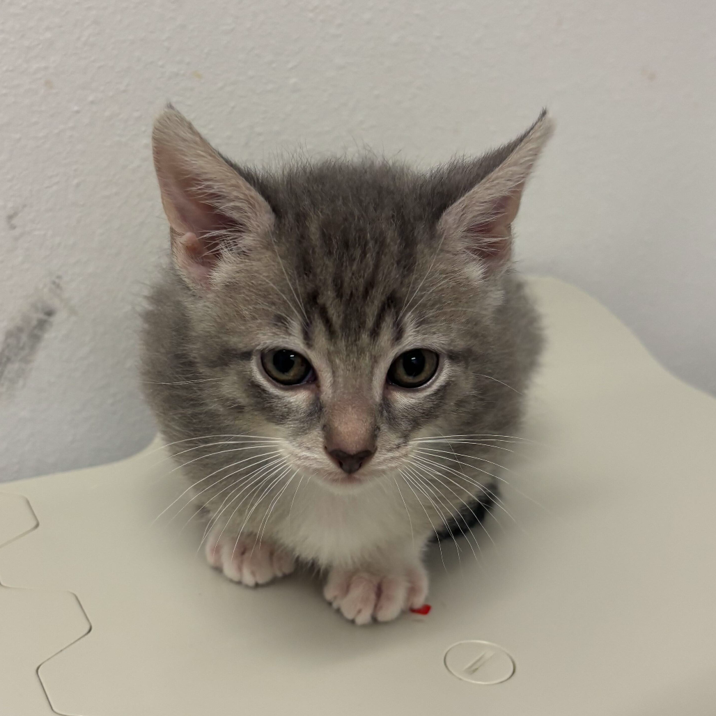 ZUCCHINI BREAD Z2 - Domestic Shorthair available for adoption