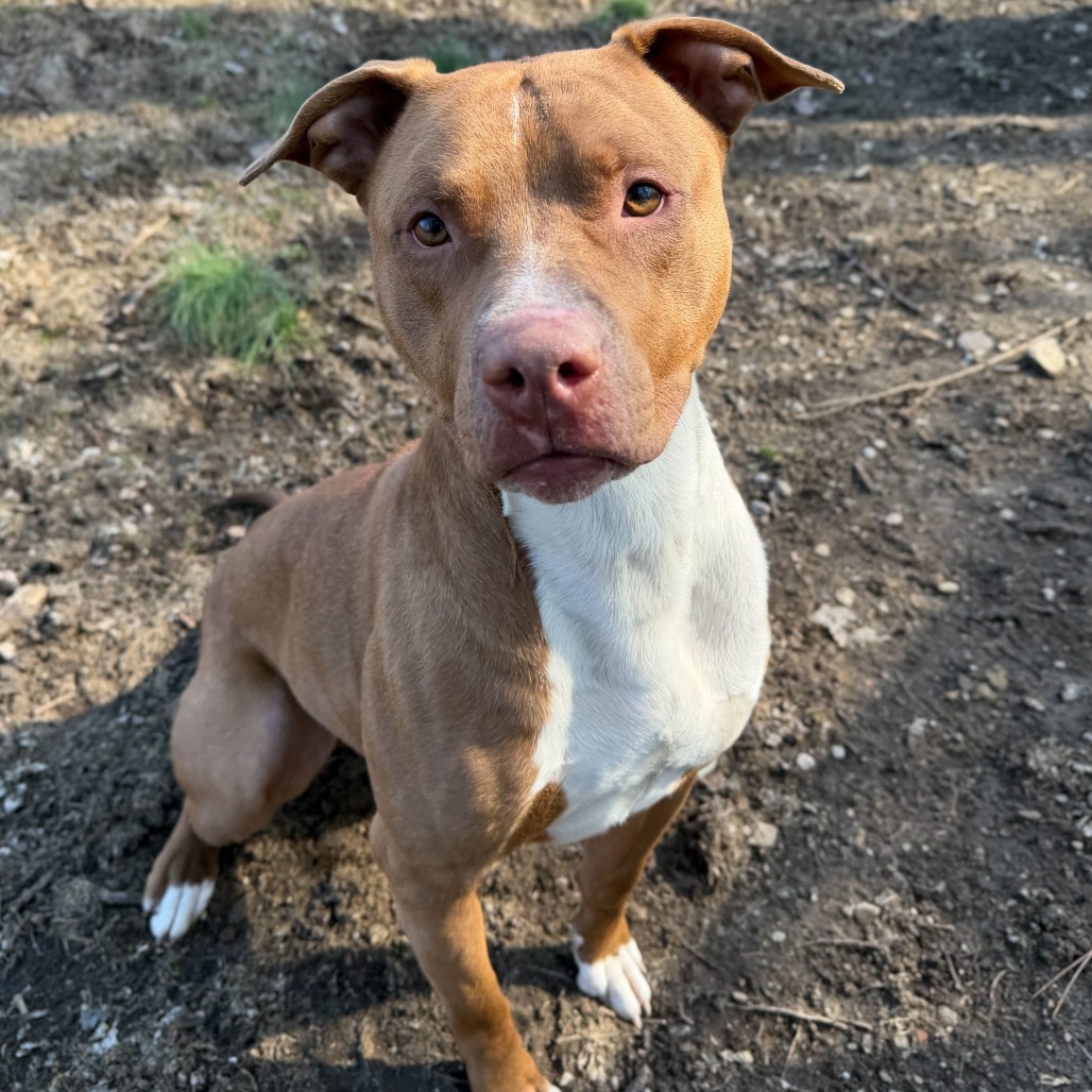 Cornelius — thumbnail 3