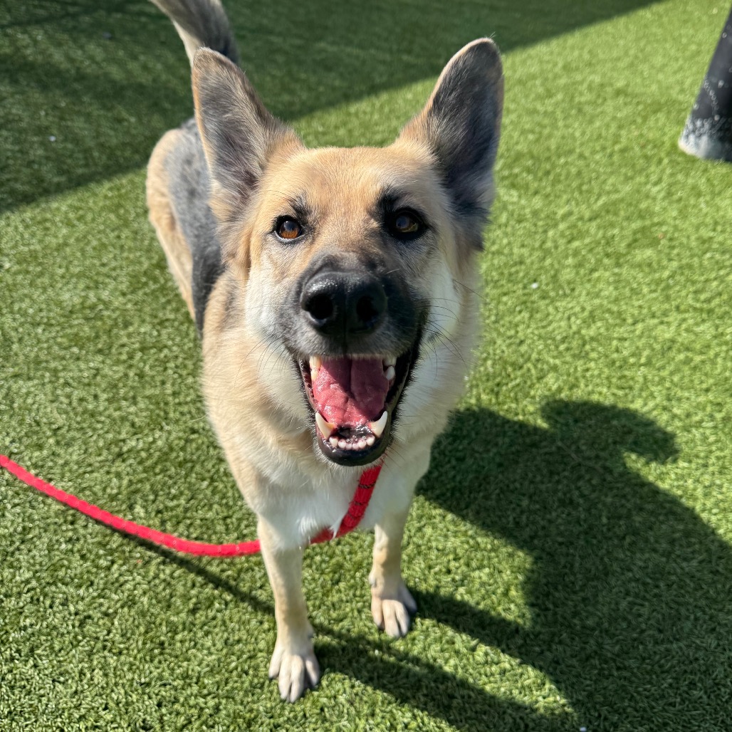 LUNA - Shepherd / German available for adoption