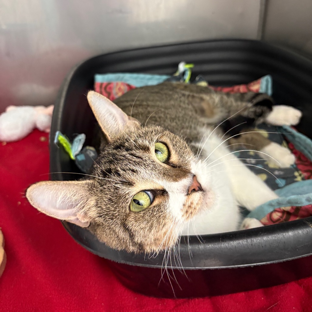 DAHLIA - Domestic Shorthair available for adoption