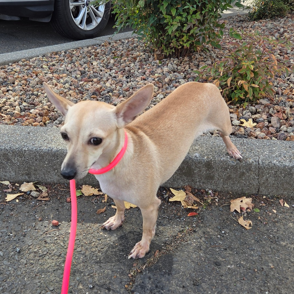 REPTAR G — thumbnail 4