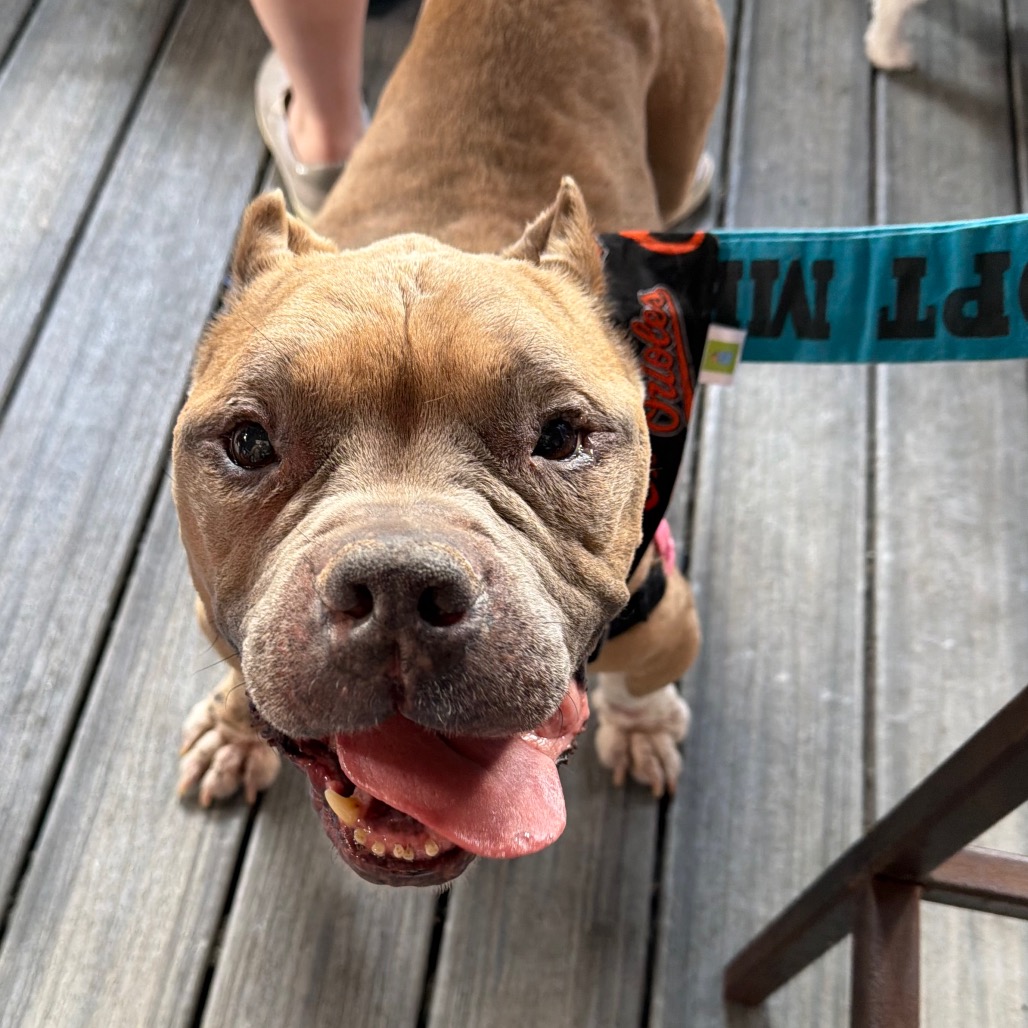 Dink, photo 29