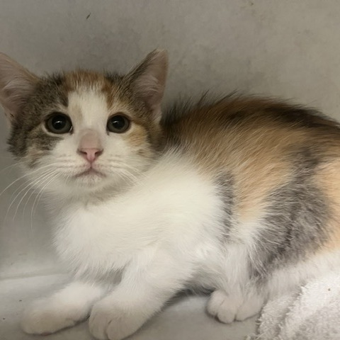 CHICKPEA - Domestic Shorthair available for adoption