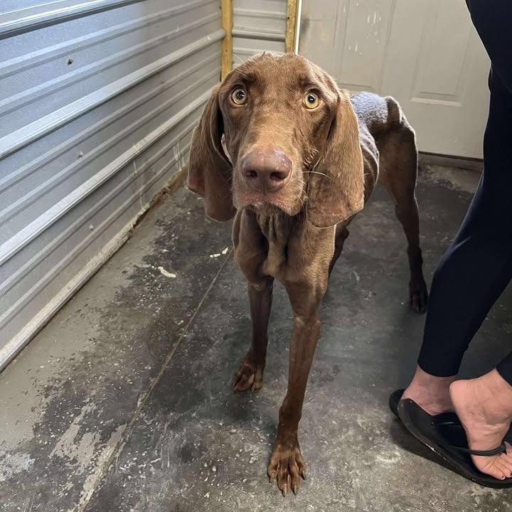 POLO - Pointer, German Shorthaired / Mix available for adoption