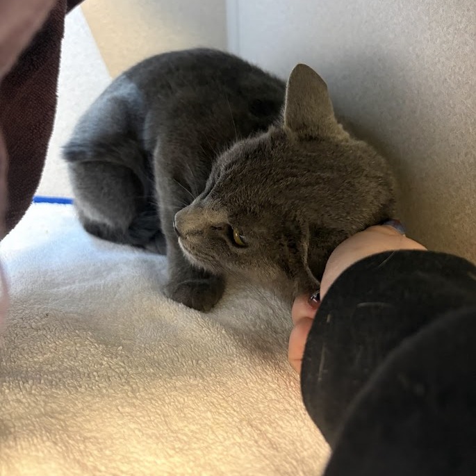 Photo of Smokey 5