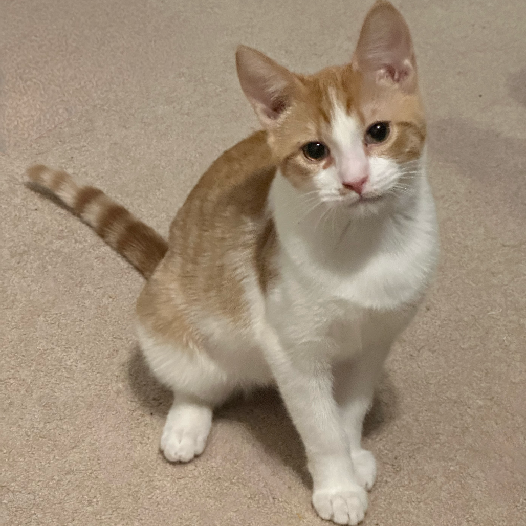 Freya — thumbnail 2