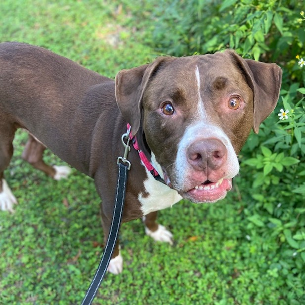 BROWNIE - Mixed Breed (Medium) available for adoption