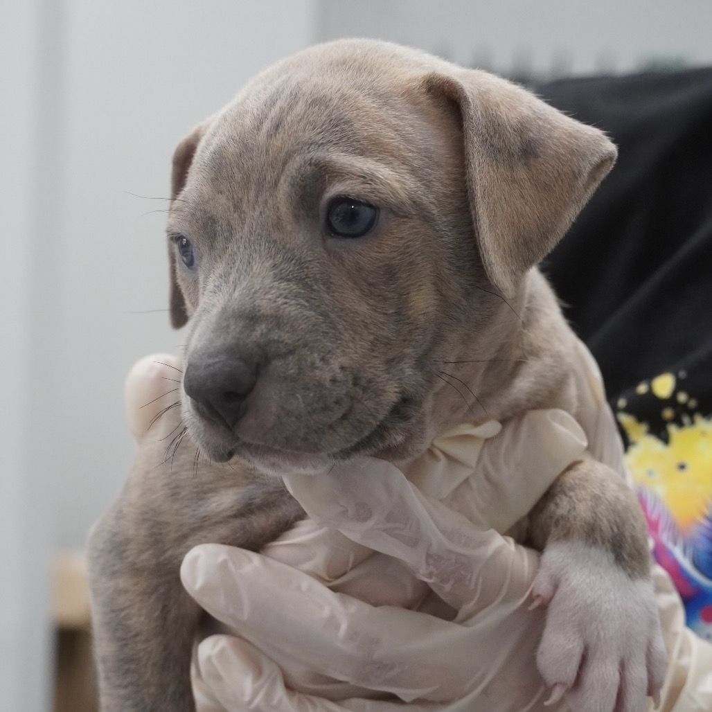 Miami Puppy - Sunshine, photo 10