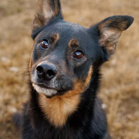 Photo of Marley