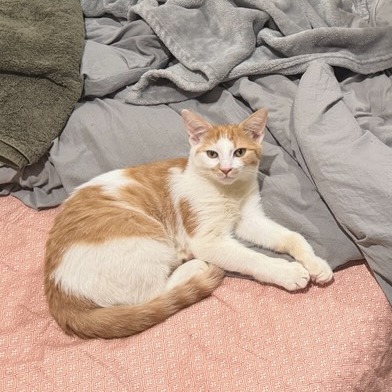Photo of Pintel