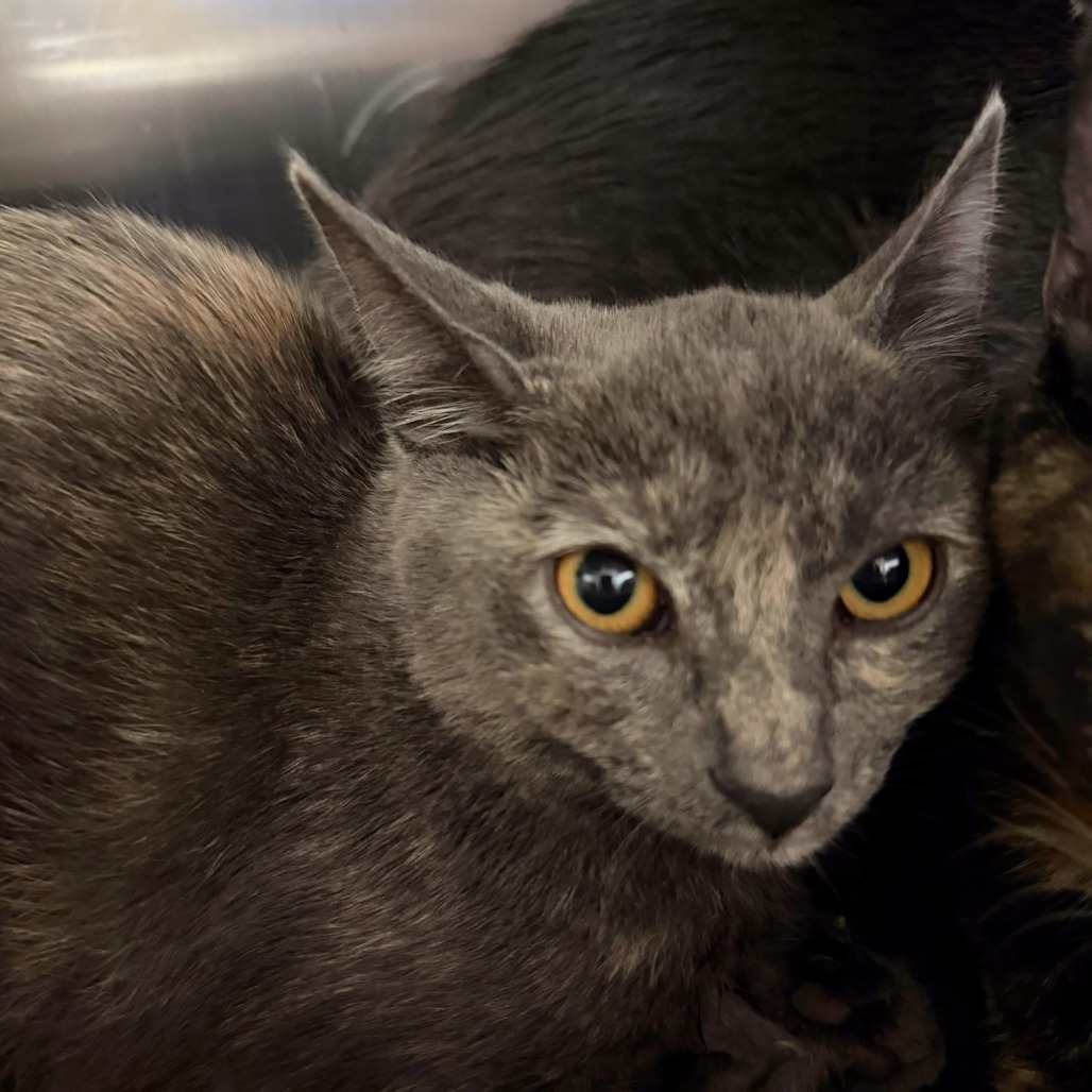 JEX - Domestic Shorthair available for adoption