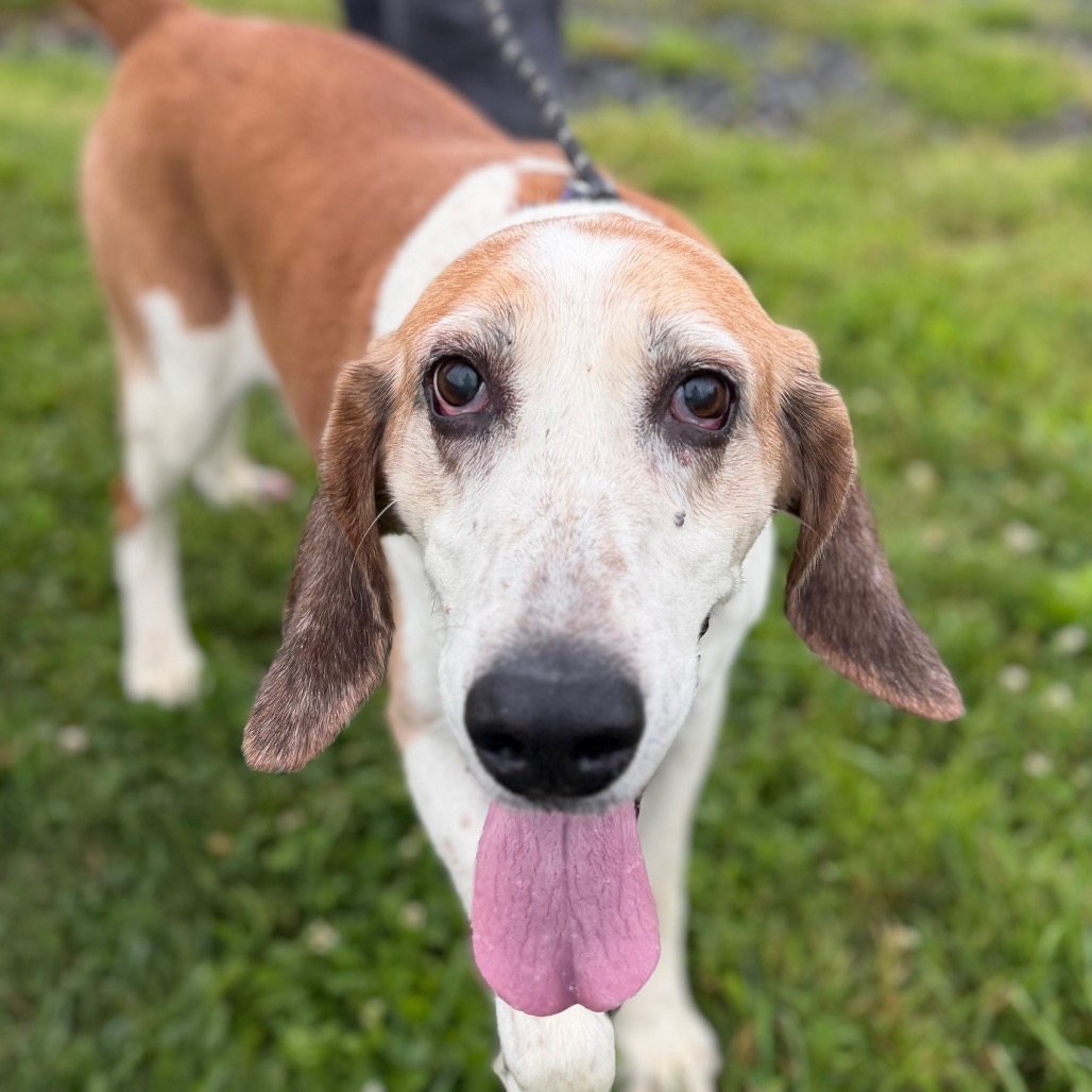 ALBERT (IN FOSTER) - Hound / Mixed Breed (Large) available for adoption