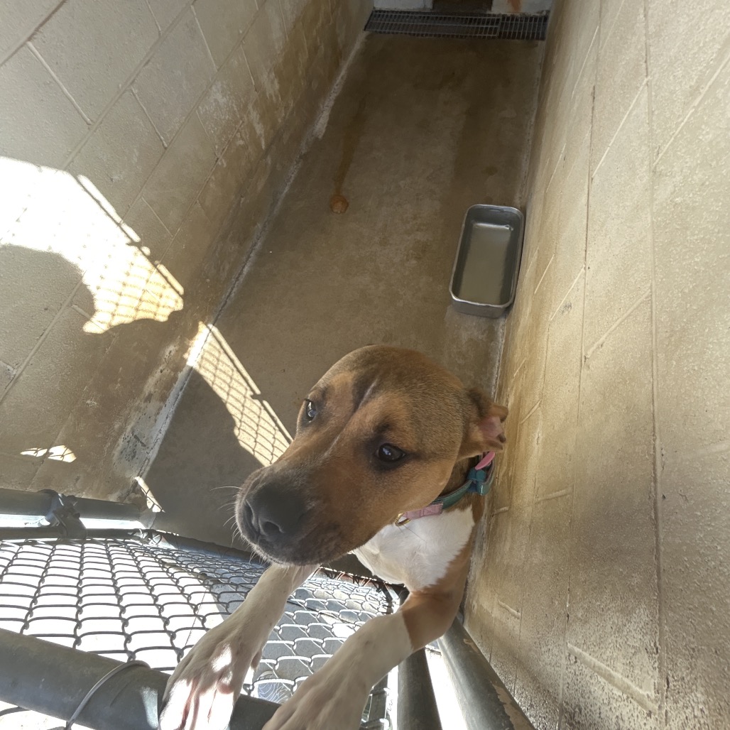 AURORA - Terrier / Pit Bull for adoption in Chattanooga
