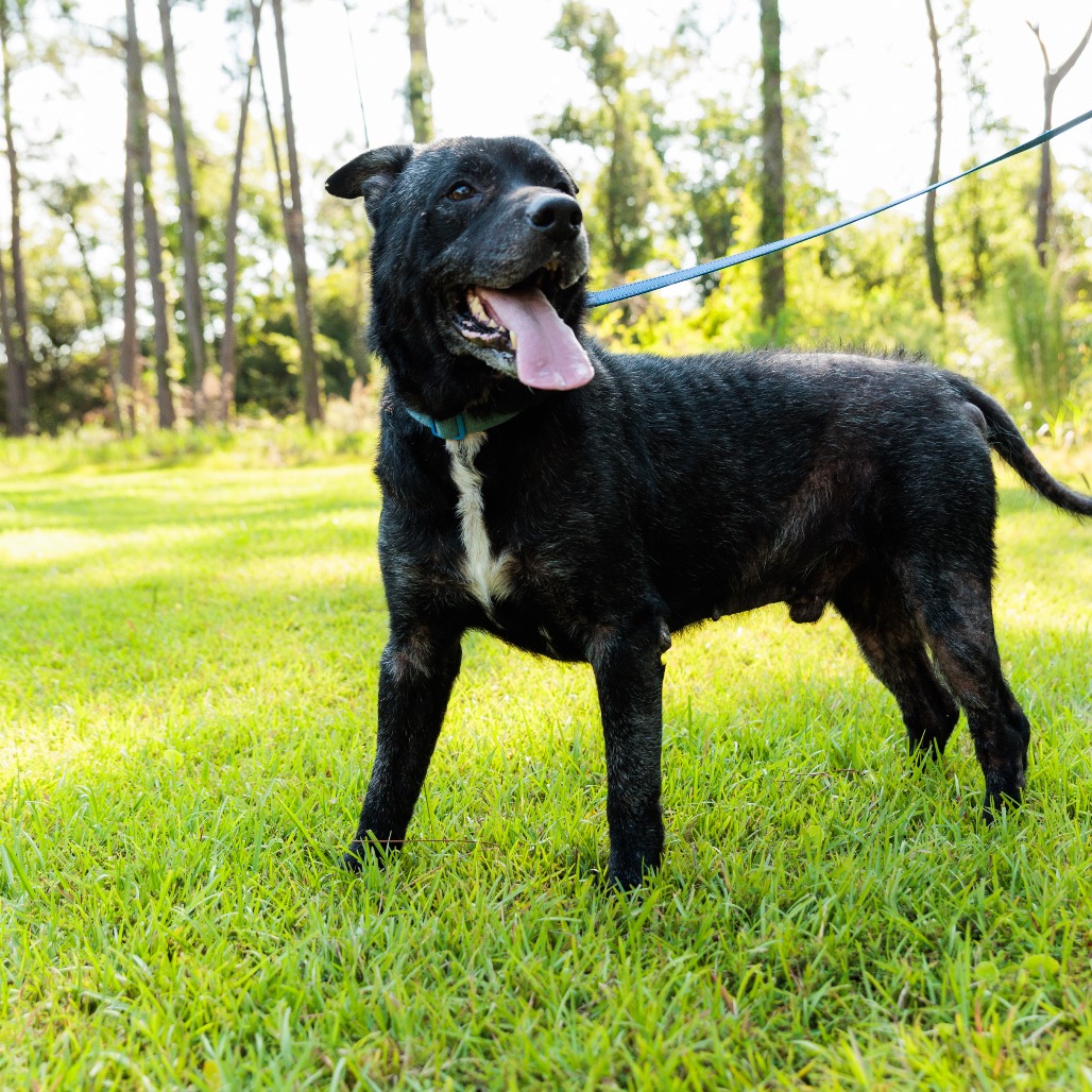 Dozer, photo 18