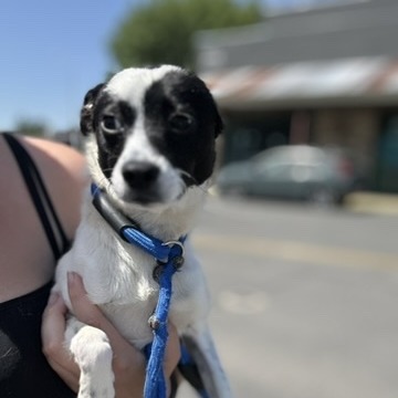 Roccy — thumbnail 4