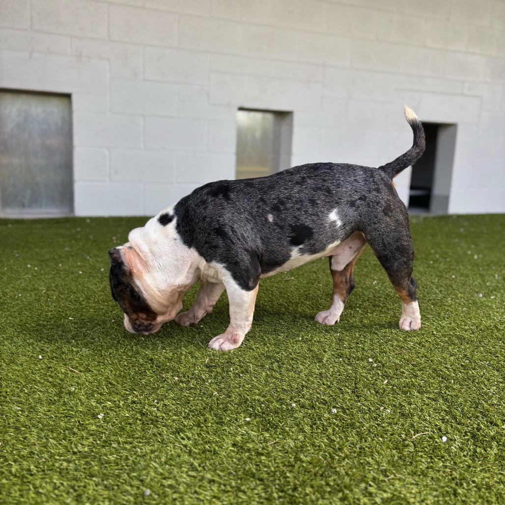 Pit Bull