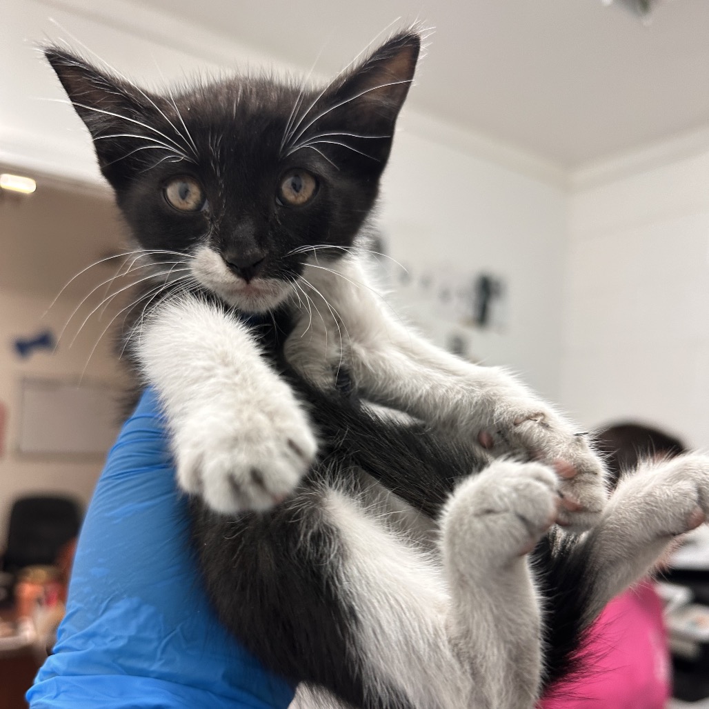 Cubs, available for adoption at PVAS