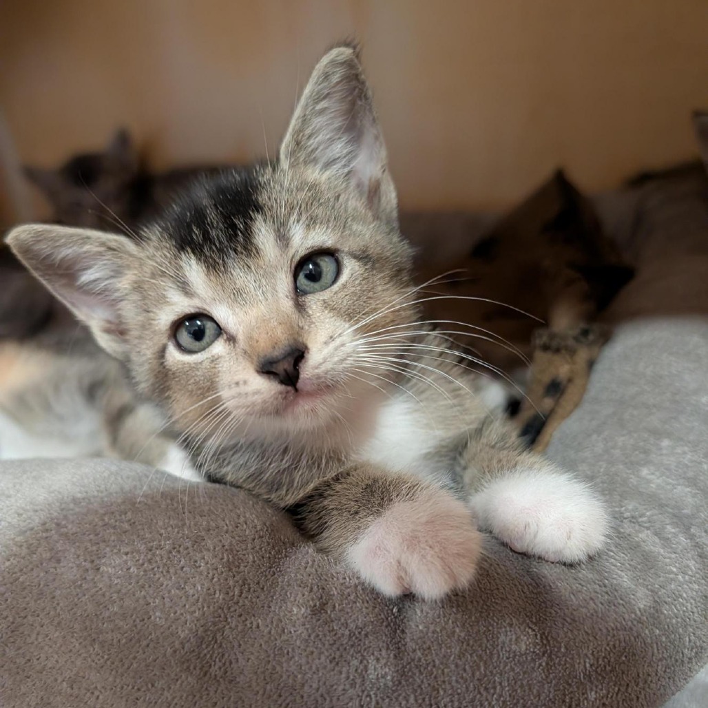DISHWASHER - Domestic Shorthair available for adoption