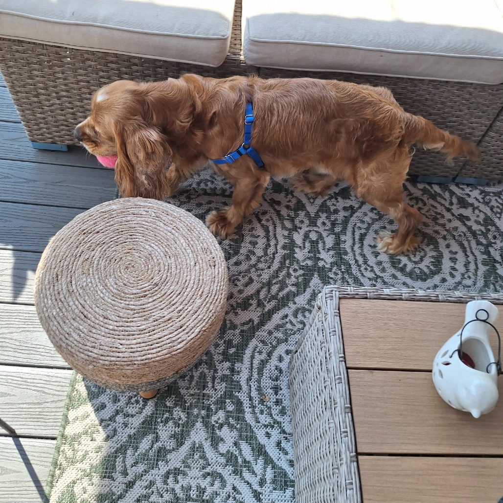 SOLACE - Spaniel / English Cocker available for adoption