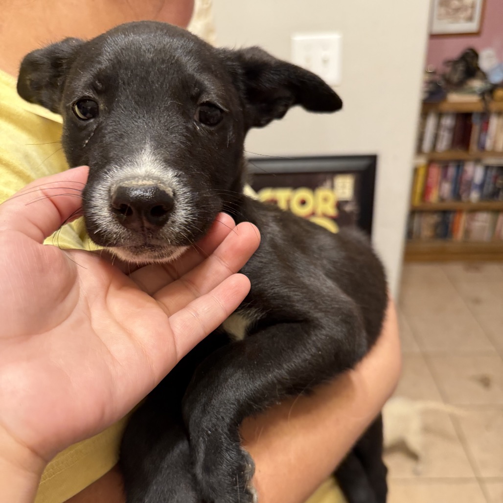 REINDEER - Mixed Breed (Small) available for adoption
