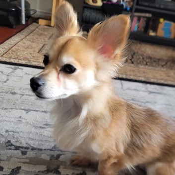 Animal namedGinger