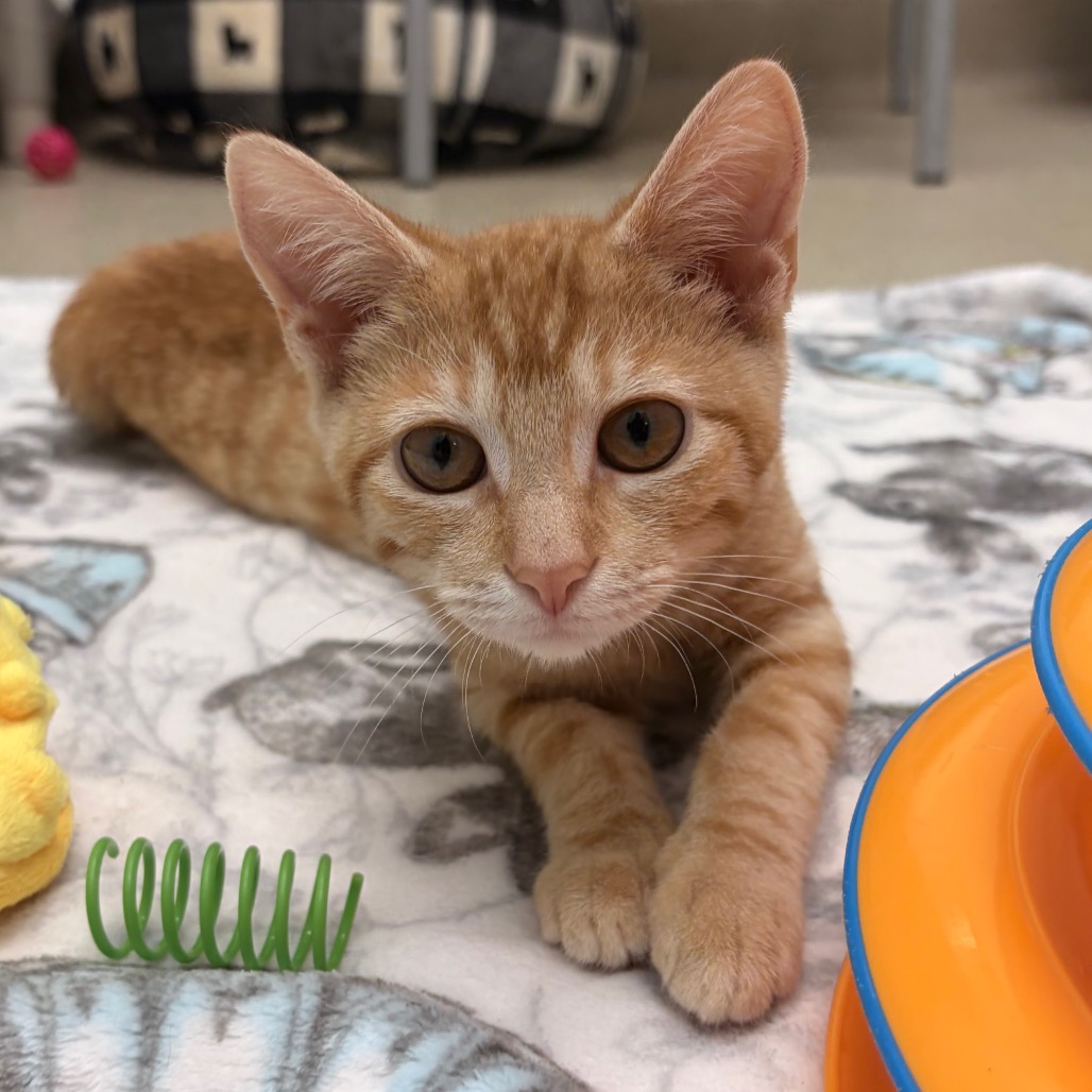 AMBER - Domestic Shorthair available for adoption