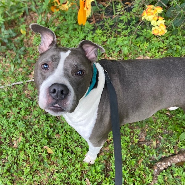 BUDDHA - Mixed Breed (Medium) available for adoption