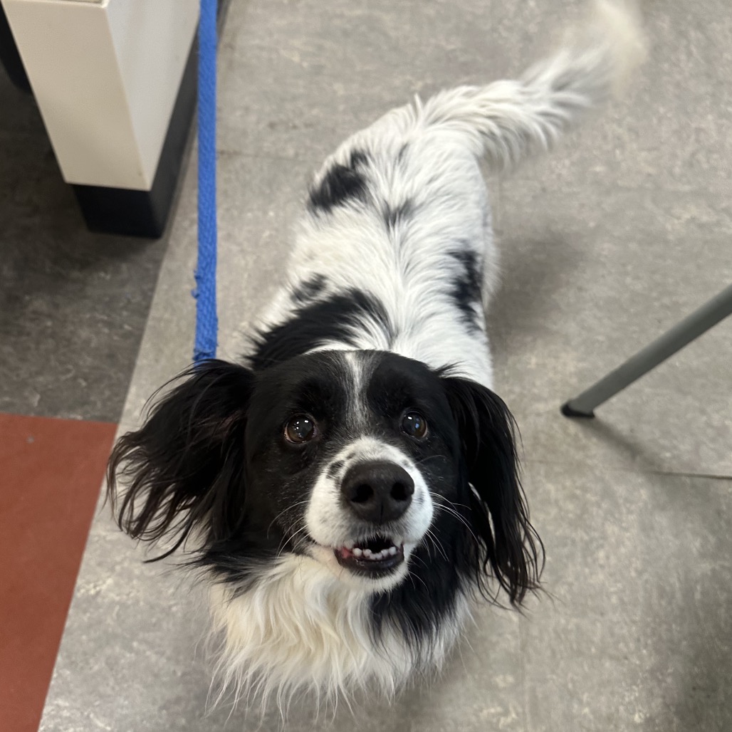 Cyrus — thumbnail 3