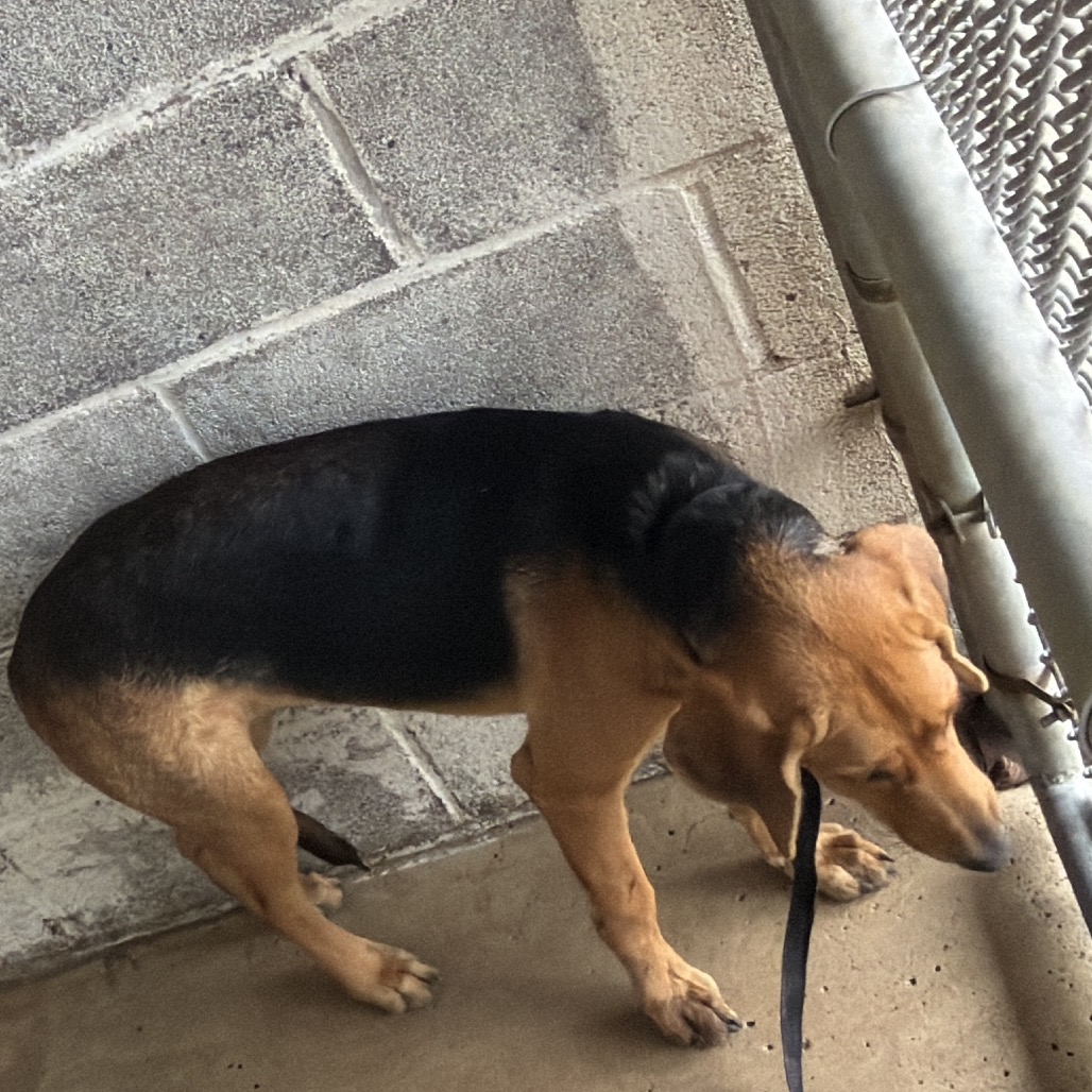 LEENA - Beagle / Mixed Breed (Medium) available for adoption
