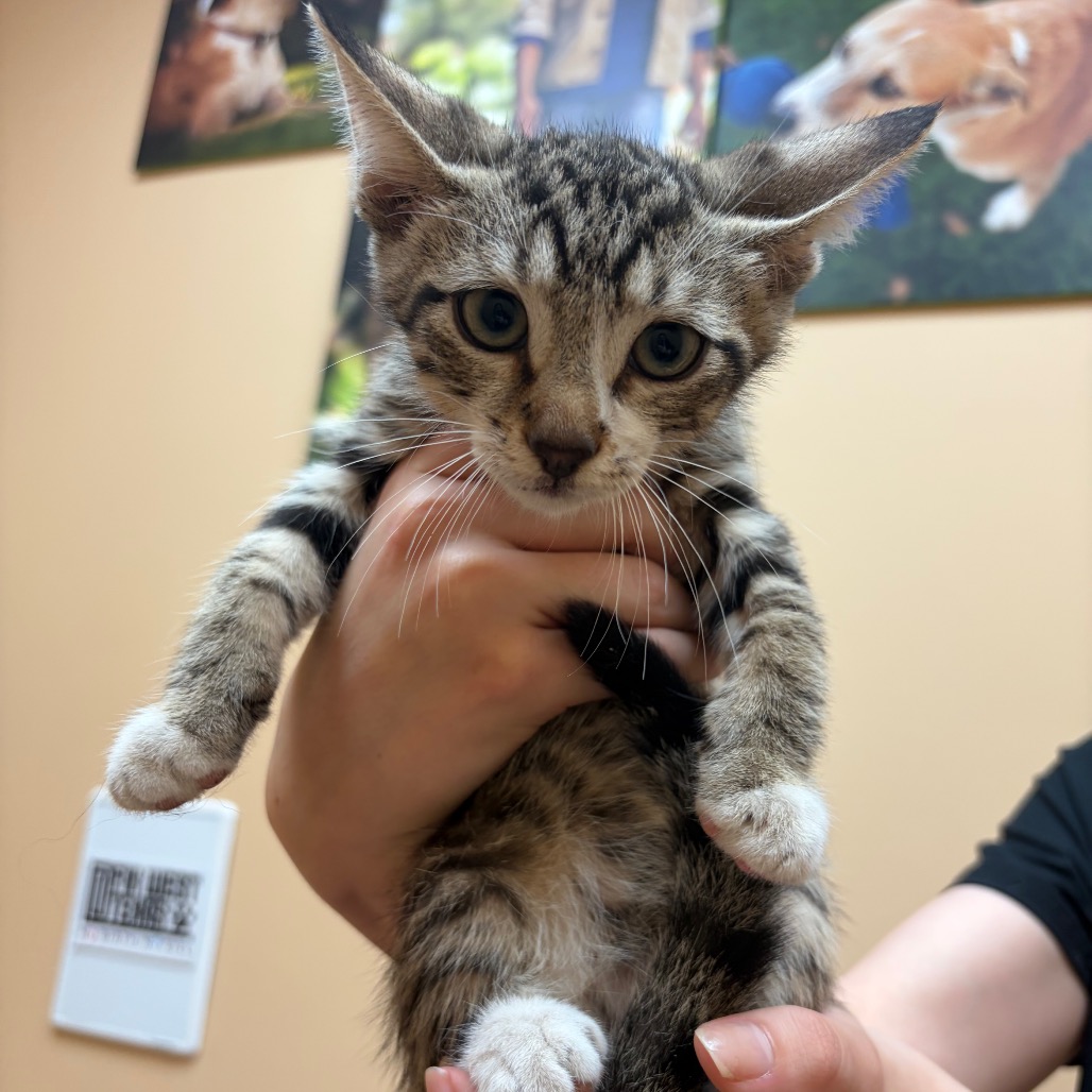 SOCKS - Domestic Shorthair available for adoption