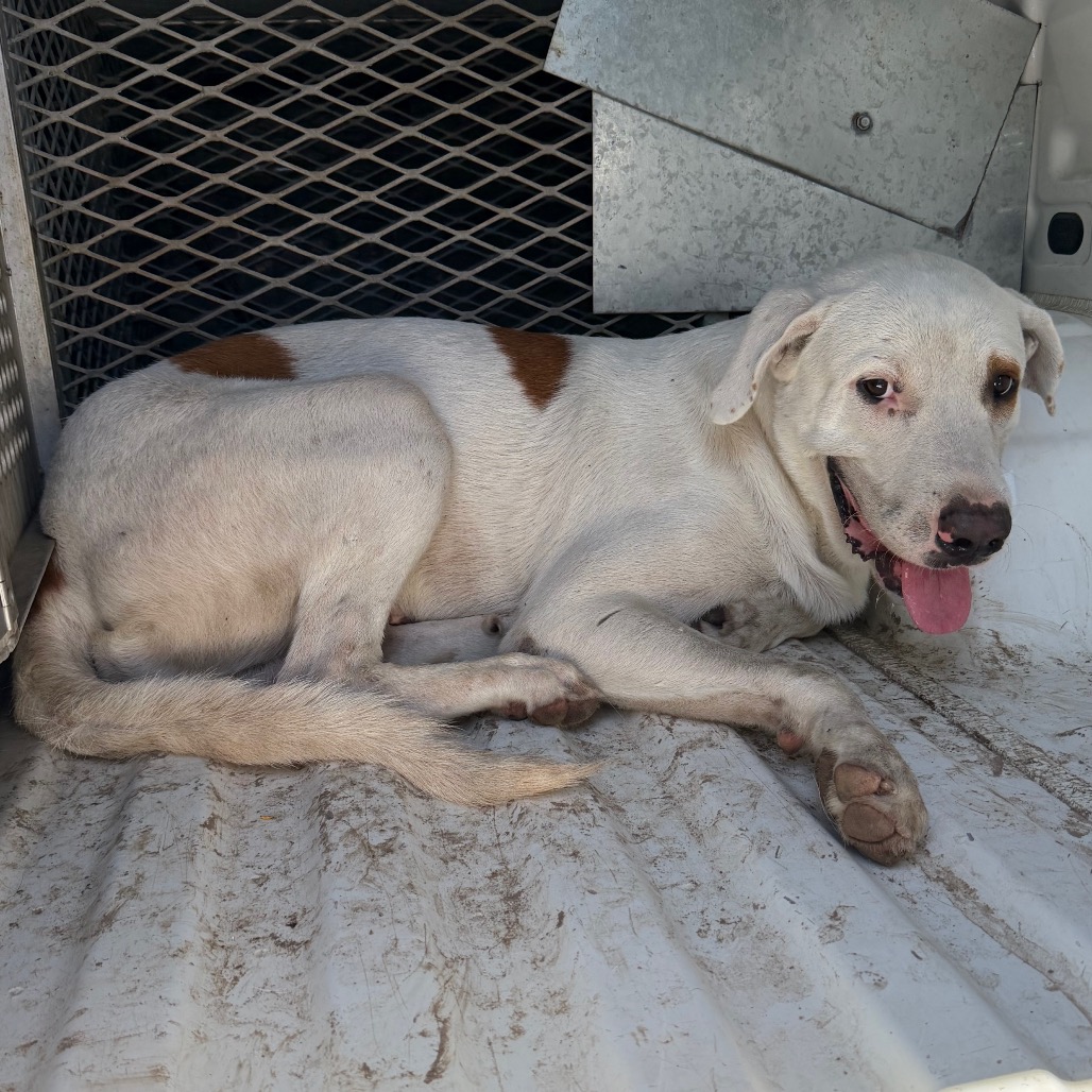 P TERRY - Retriever / Mix available for adoption