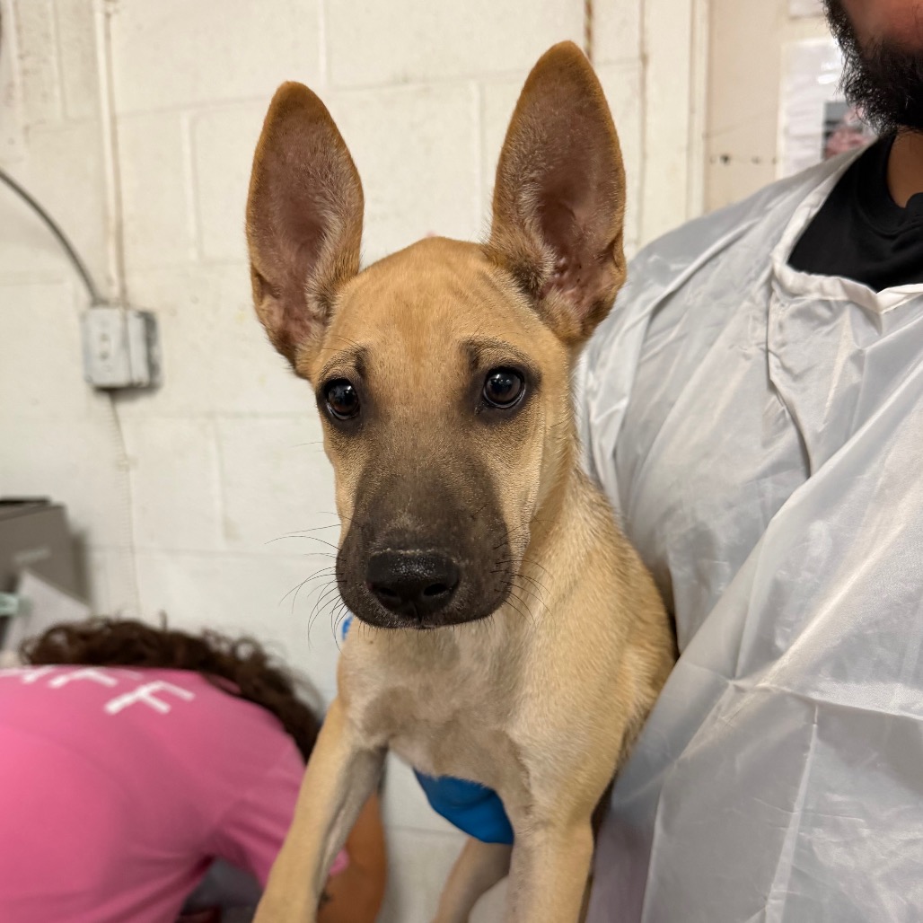 LYLLA - Shepherd / Mixed Breed (Medium) available for adoption