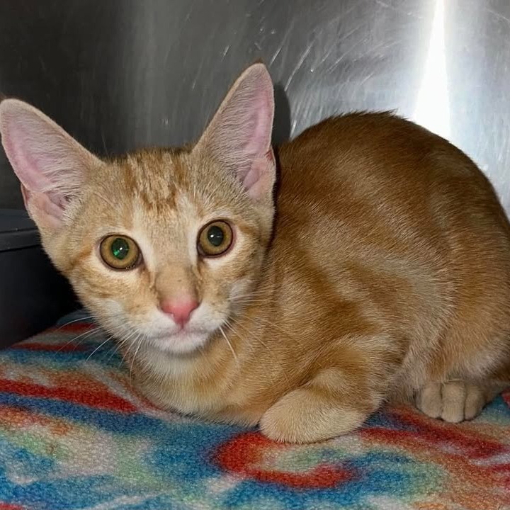 BOOM BOX - Domestic Shorthair available for adoption