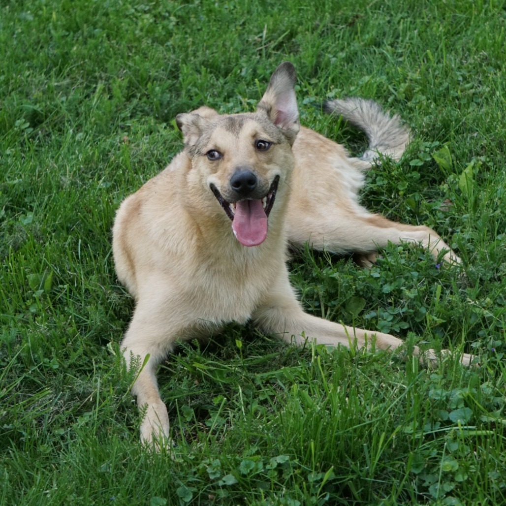 Jack, photo 8
