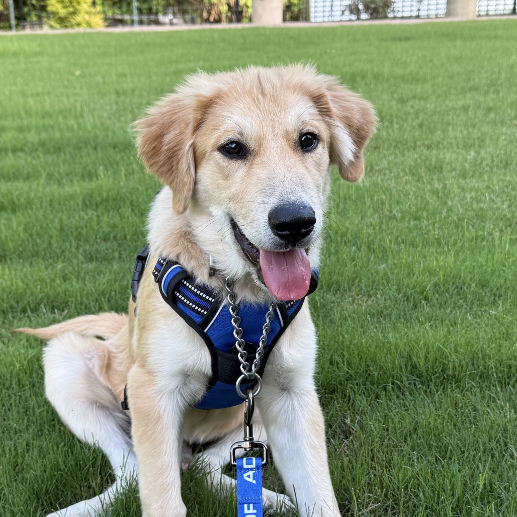 Oakley