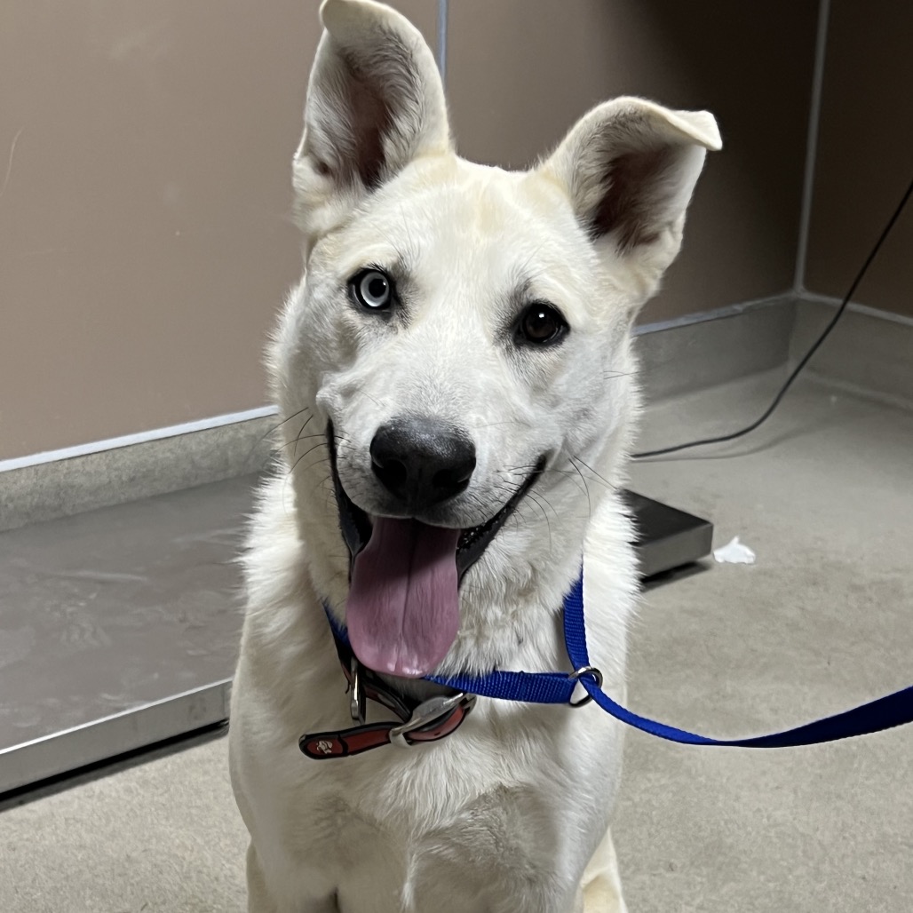 Kennel#23 Ryder's preview photo