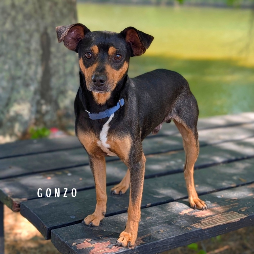 Gonzo(hw+) 02-0508, photo 6
